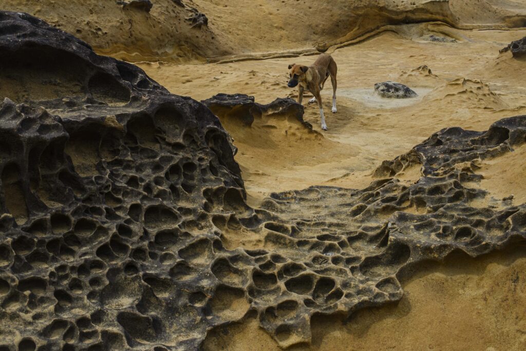 Chien sauvage quie se promene dans le geoparc de yehliu à taiwan