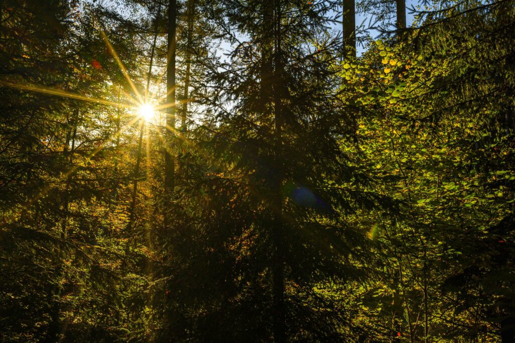 Sapin dans la foret de Mullethal au luxembourg